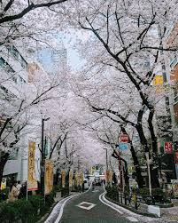 Cherry blossom path in Shinjuku Gyoen